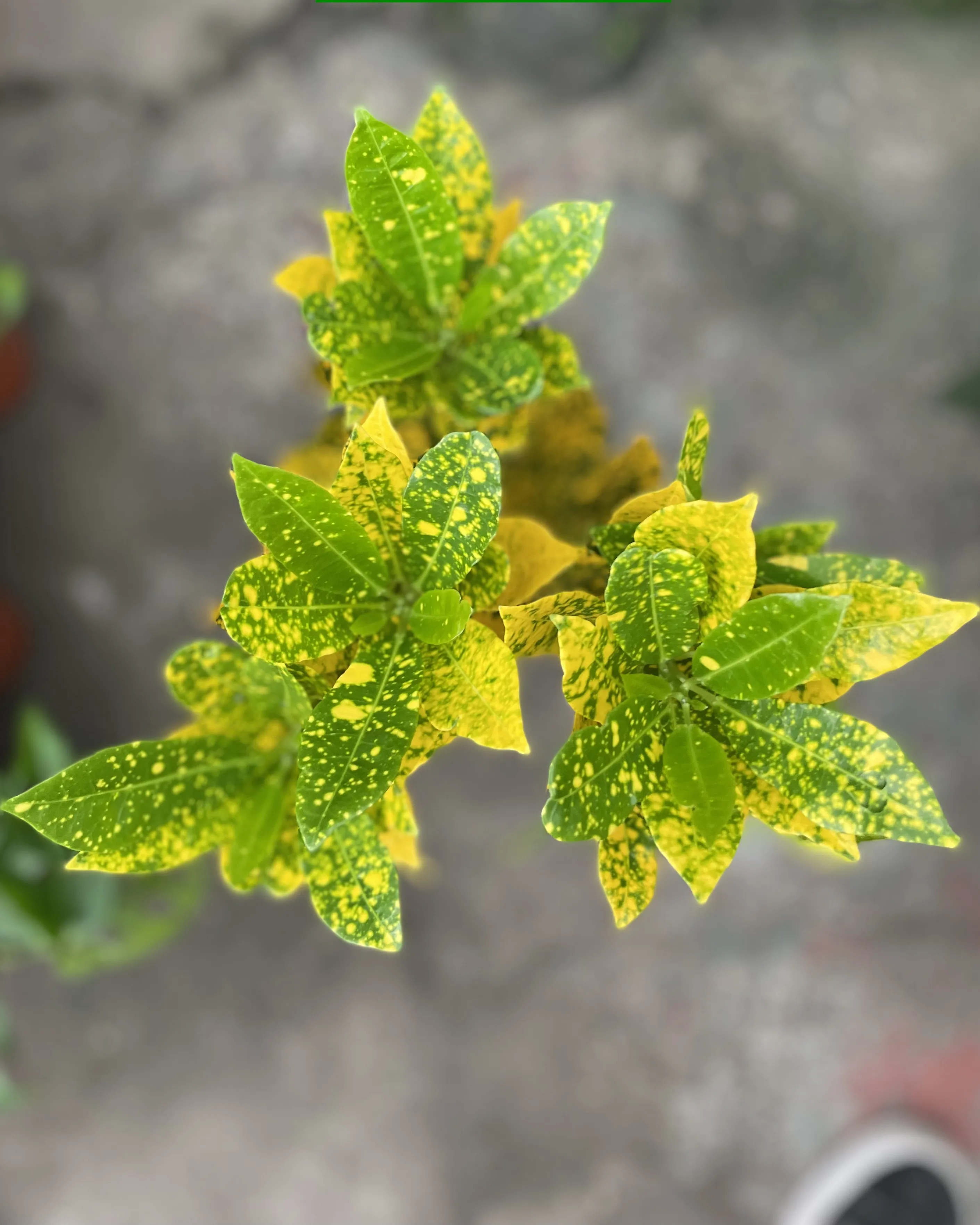 Croton Mandarina